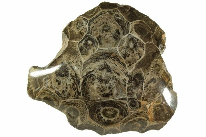 Polished Fossil Coral (Actinocyathus) Head - Morocco #202522